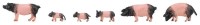 6 Schwäbisch-Hällische Landschweine